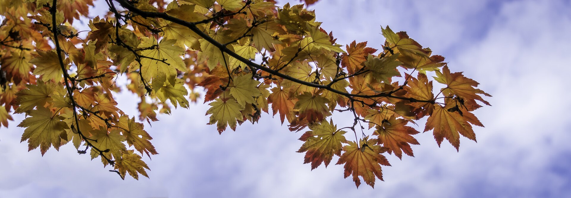Japanese maple leaves